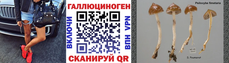 Псилоцибиновые грибы GOLDEN TEACHER  наркота  Горбатов 